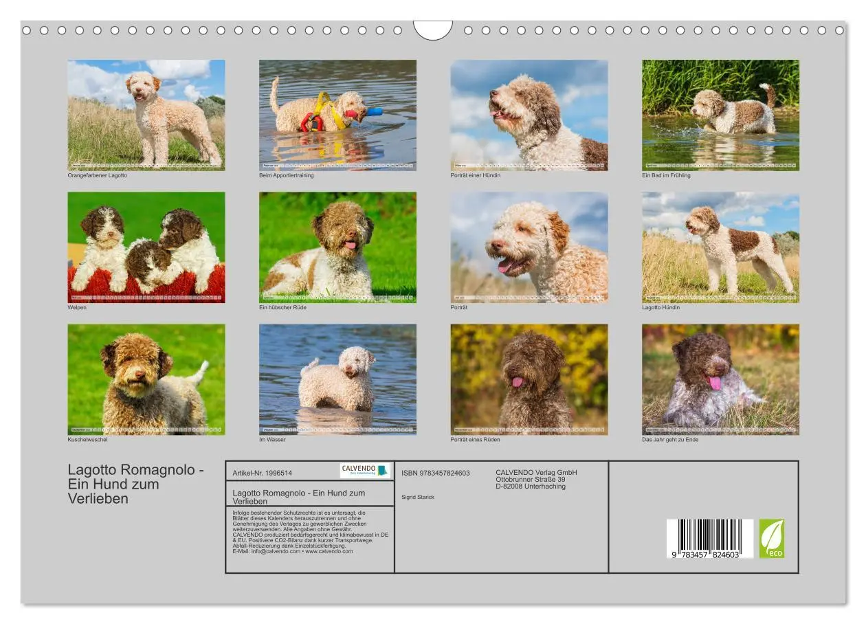 Bild: 9783457824603 | Lagotto Romagnolo - Ein Hund zum Verlieben (Wandkalender 2026 DIN...