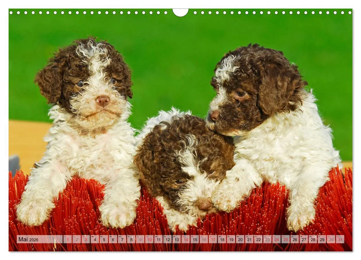 Bild: 9783457824603 | Lagotto Romagnolo - Ein Hund zum Verlieben (Wandkalender 2026 DIN...