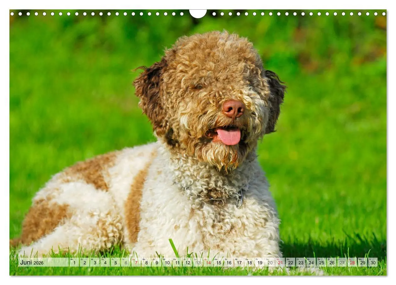 Bild: 9783457824603 | Lagotto Romagnolo - Ein Hund zum Verlieben (Wandkalender 2026 DIN...