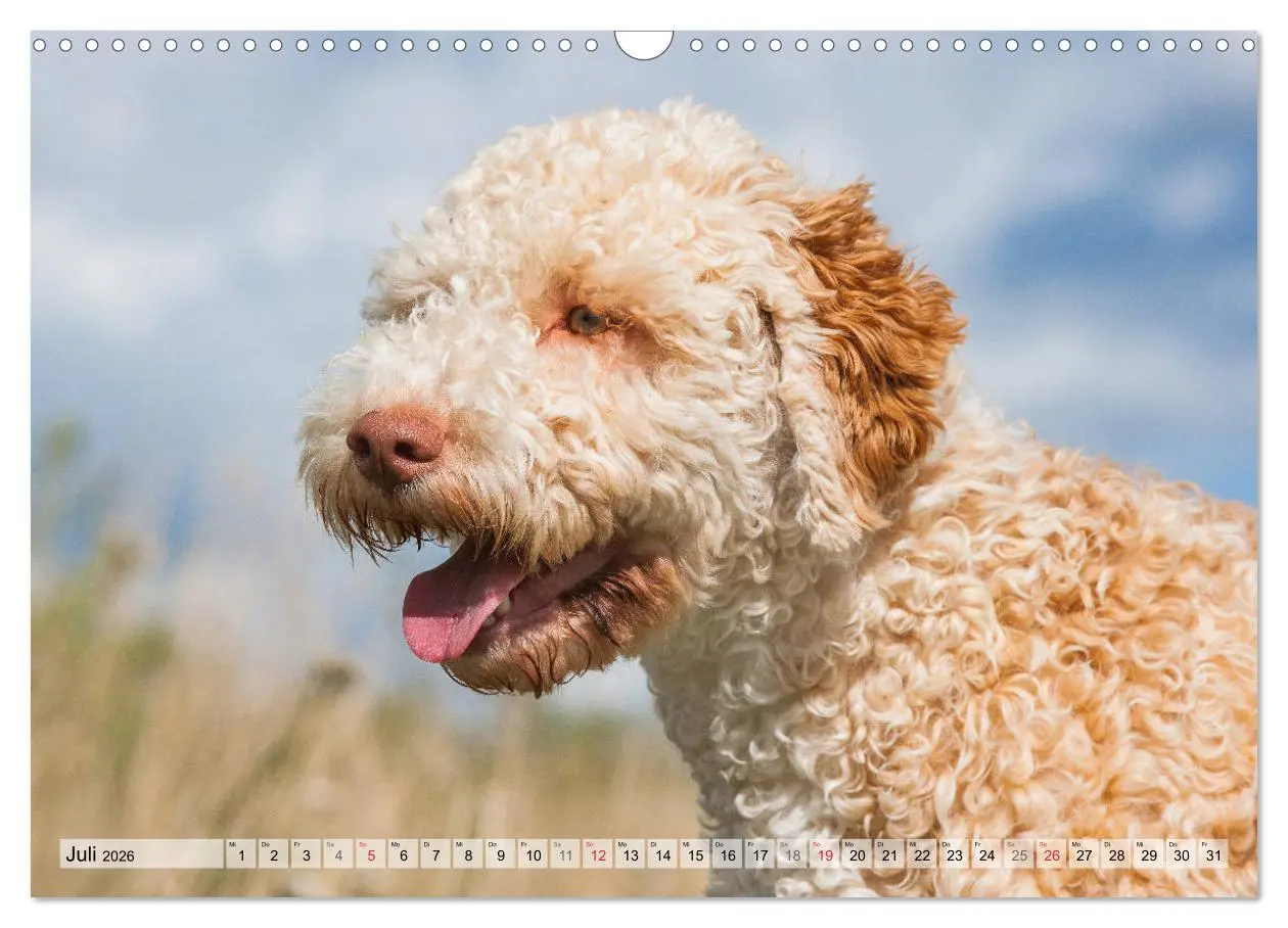 Bild: 9783457824603 | Lagotto Romagnolo - Ein Hund zum Verlieben (Wandkalender 2026 DIN...