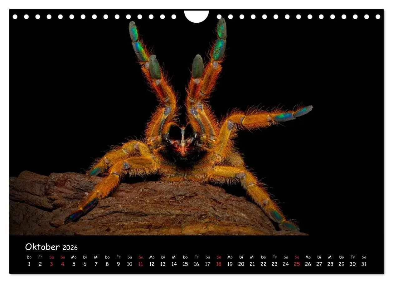 Bild: 9783457994603 | Mystische Vogelspinnen (Wandkalender 2026 DIN A4 quer), CALVENDO...