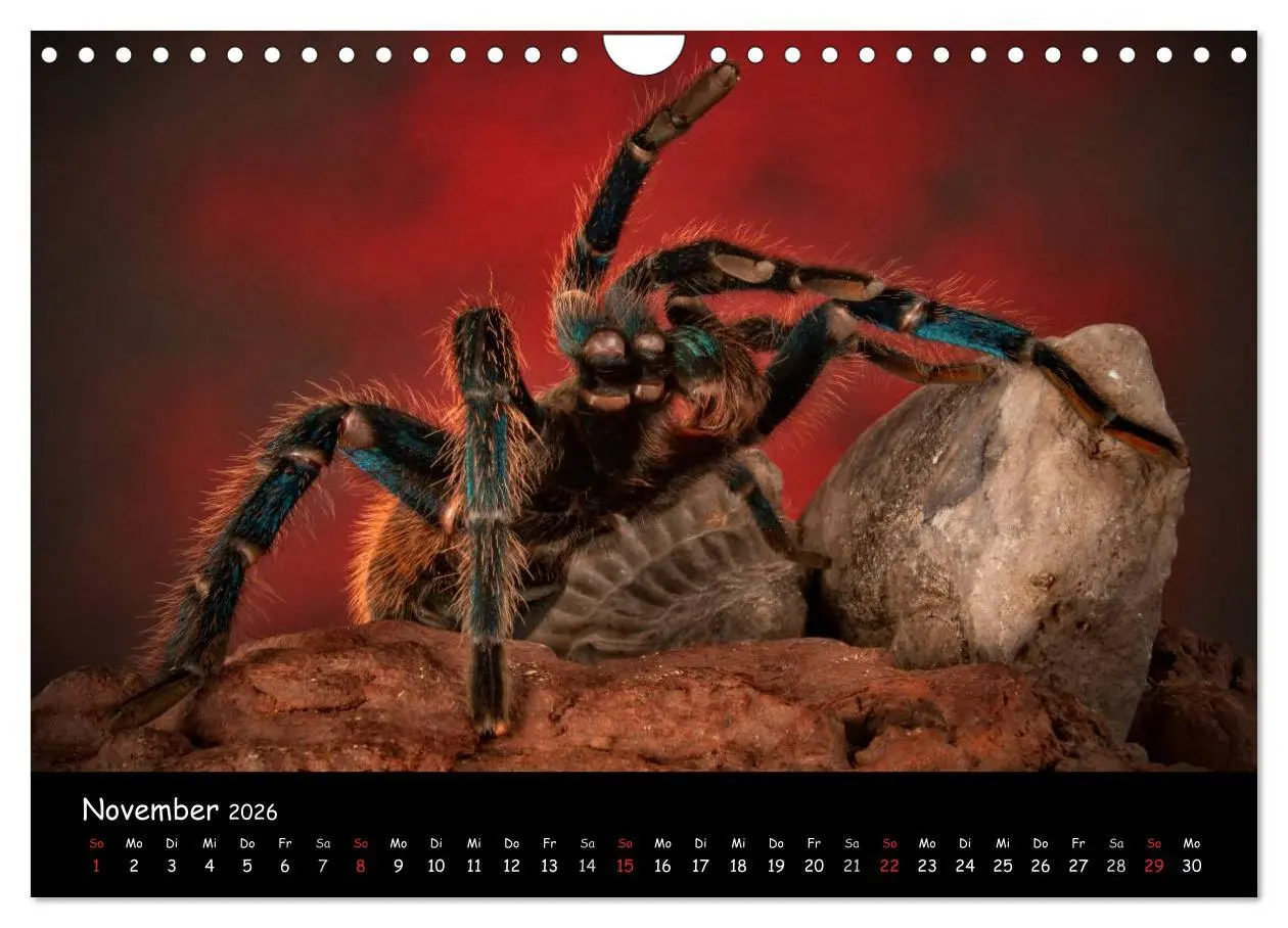 Bild: 9783457994603 | Mystische Vogelspinnen (Wandkalender 2026 DIN A4 quer), CALVENDO...