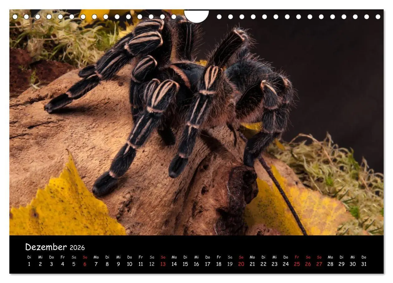 Bild: 9783457994603 | Mystische Vogelspinnen (Wandkalender 2026 DIN A4 quer), CALVENDO...