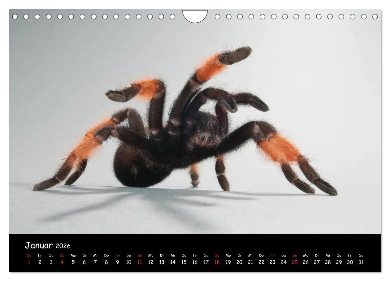 Bild: 9783457994603 | Mystische Vogelspinnen (Wandkalender 2026 DIN A4 quer), CALVENDO...