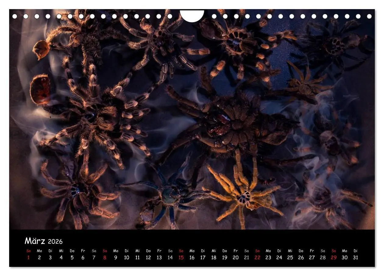 Bild: 9783457994603 | Mystische Vogelspinnen (Wandkalender 2026 DIN A4 quer), CALVENDO...