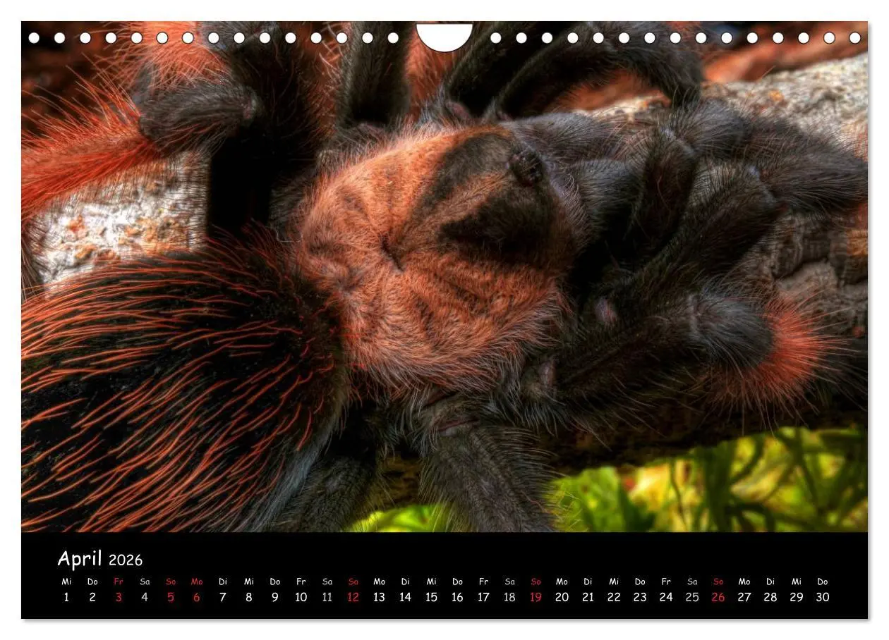Bild: 9783457994603 | Mystische Vogelspinnen (Wandkalender 2026 DIN A4 quer), CALVENDO...