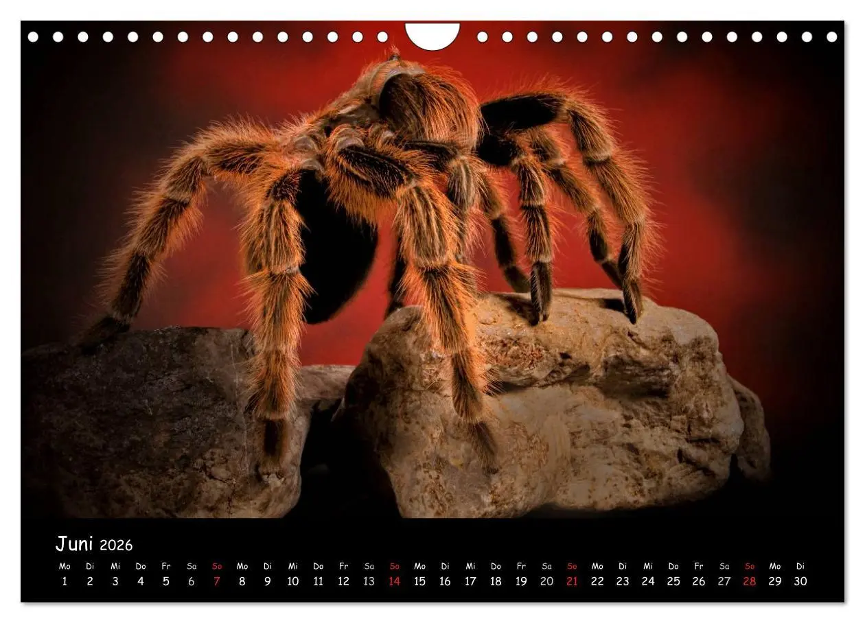 Bild: 9783457994603 | Mystische Vogelspinnen (Wandkalender 2026 DIN A4 quer), CALVENDO...