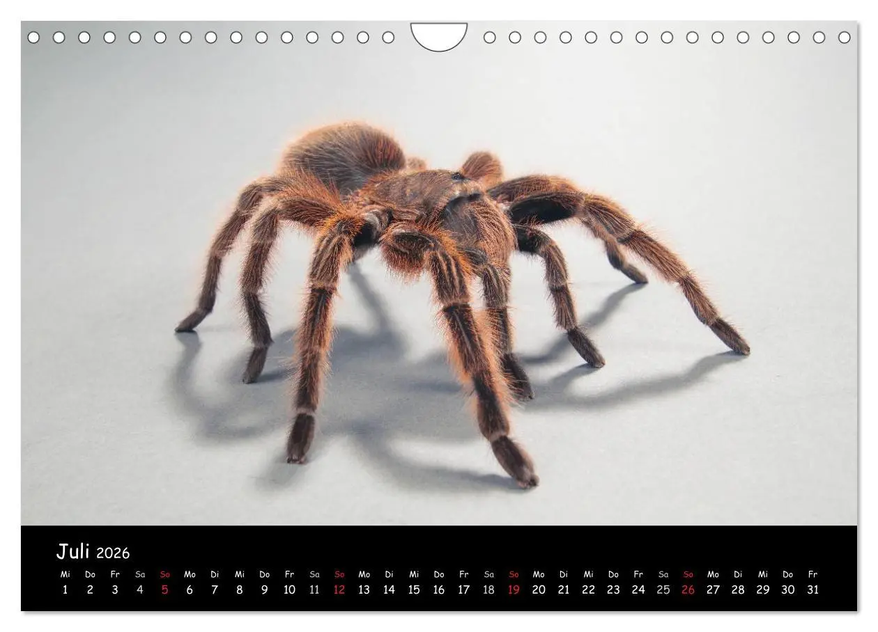 Bild: 9783457994603 | Mystische Vogelspinnen (Wandkalender 2026 DIN A4 quer), CALVENDO...
