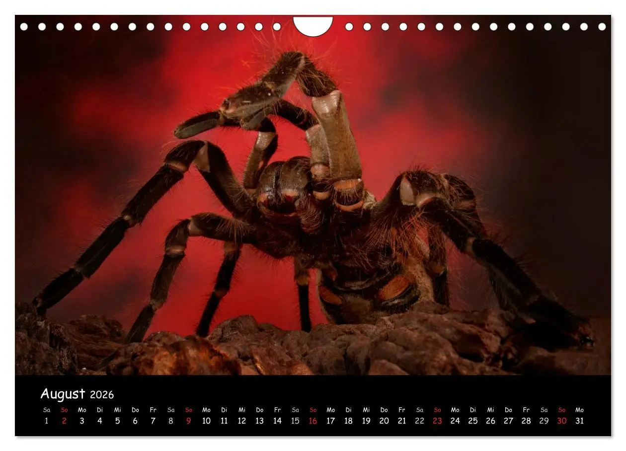 Bild: 9783457994603 | Mystische Vogelspinnen (Wandkalender 2026 DIN A4 quer), CALVENDO...