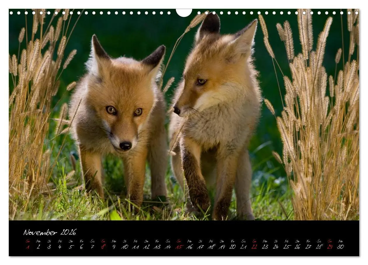 Bild: 9783516204803 | Rotfuchs - Impressionen (Wandkalender 2026 DIN A3 quer), CALVENDO...