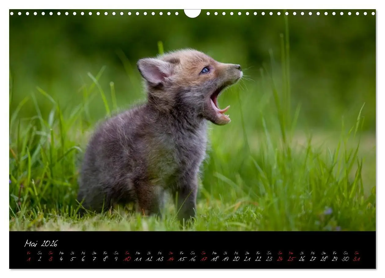 Bild: 9783516204803 | Rotfuchs - Impressionen (Wandkalender 2026 DIN A3 quer), CALVENDO...