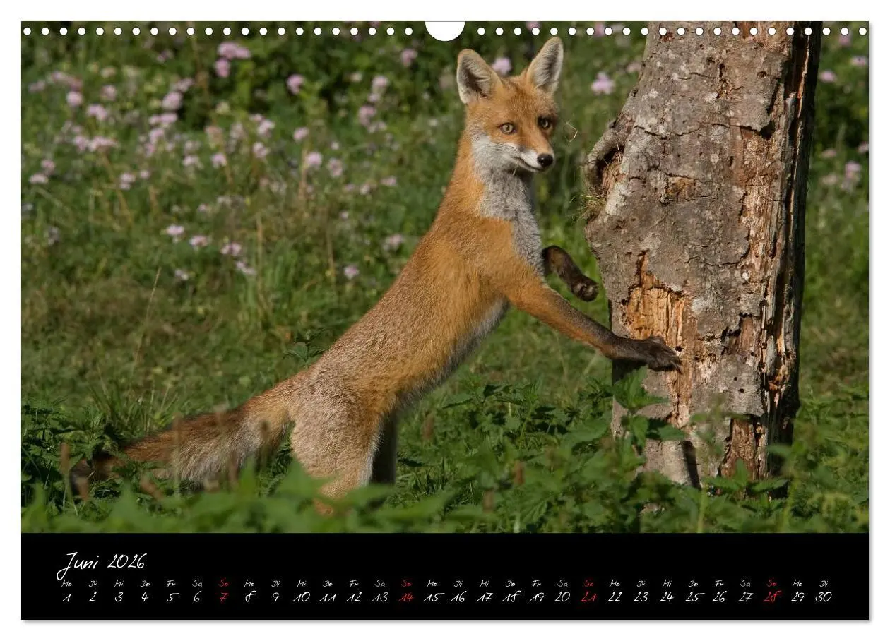 Bild: 9783516204803 | Rotfuchs - Impressionen (Wandkalender 2026 DIN A3 quer), CALVENDO...