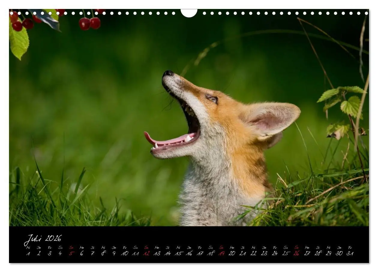 Bild: 9783516204803 | Rotfuchs - Impressionen (Wandkalender 2026 DIN A3 quer), CALVENDO...