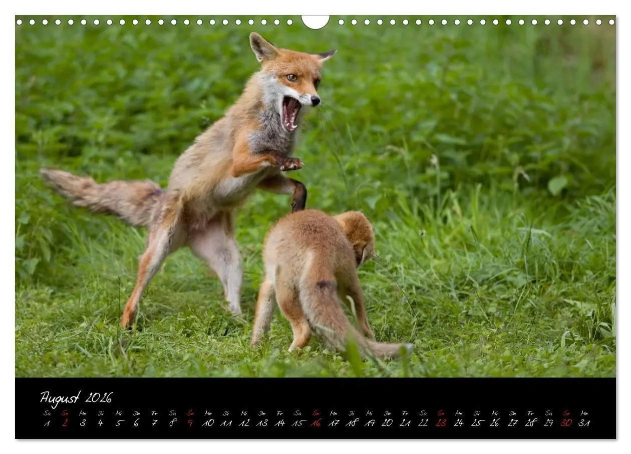 Bild: 9783516204803 | Rotfuchs - Impressionen (Wandkalender 2026 DIN A3 quer), CALVENDO...