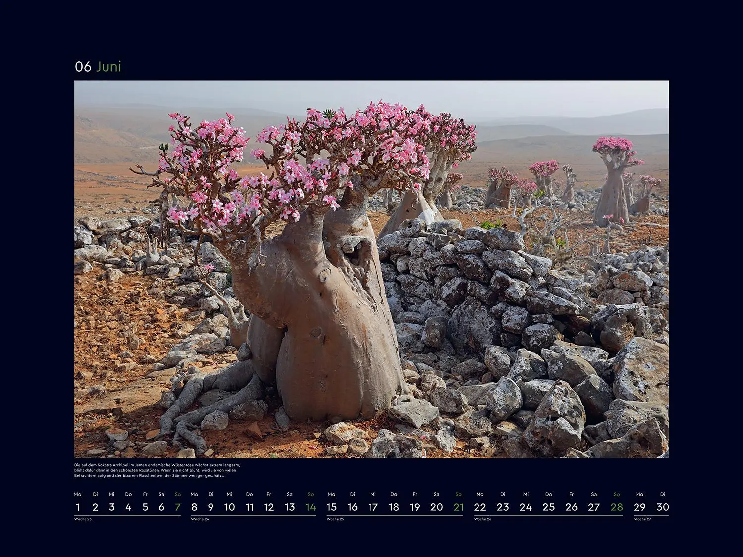 Bild: 9783965914803 | Alte Bäume, Sinnbilder des Lebens - KUNTH Wandkalender 2026 | Kalender