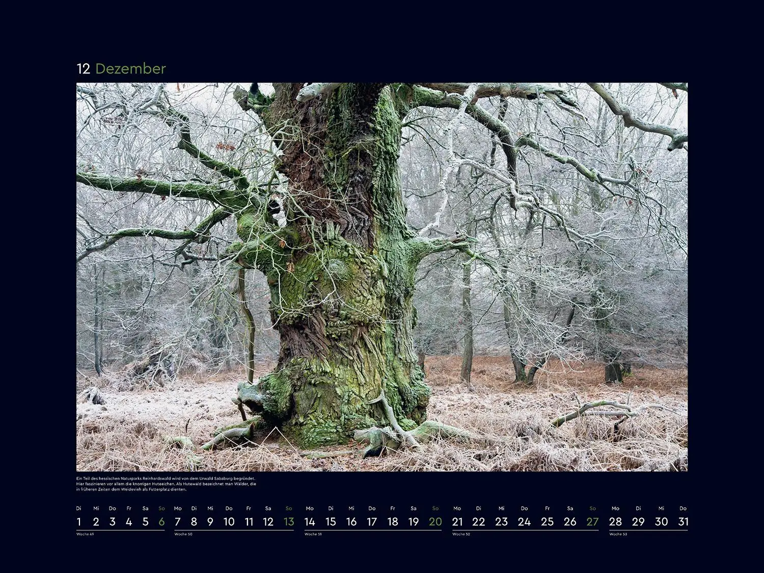 Bild: 9783965914803 | Alte Bäume, Sinnbilder des Lebens - KUNTH Wandkalender 2026 | Kalender
