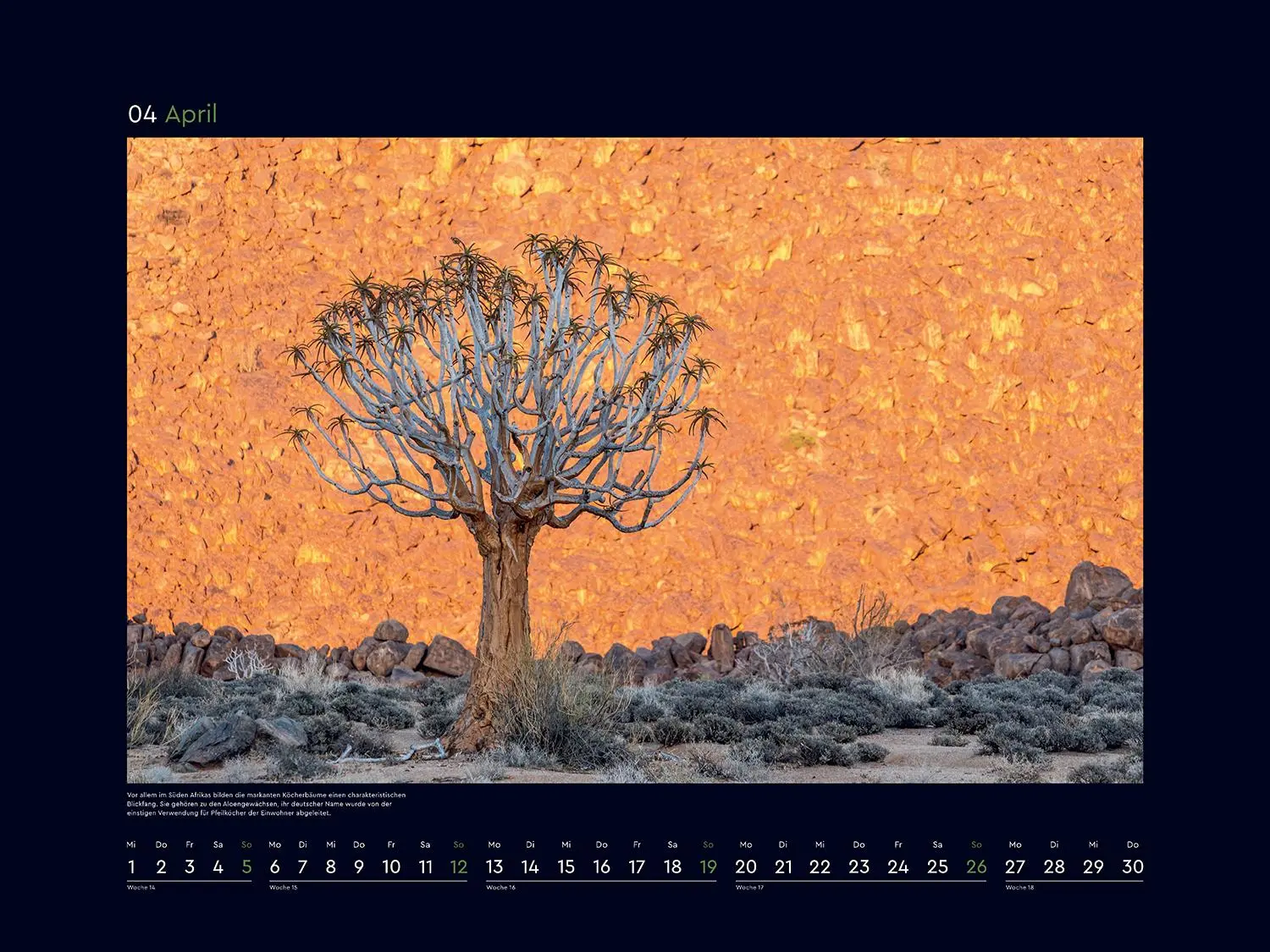 Bild: 9783965914803 | Alte Bäume, Sinnbilder des Lebens - KUNTH Wandkalender 2026 | Kalender