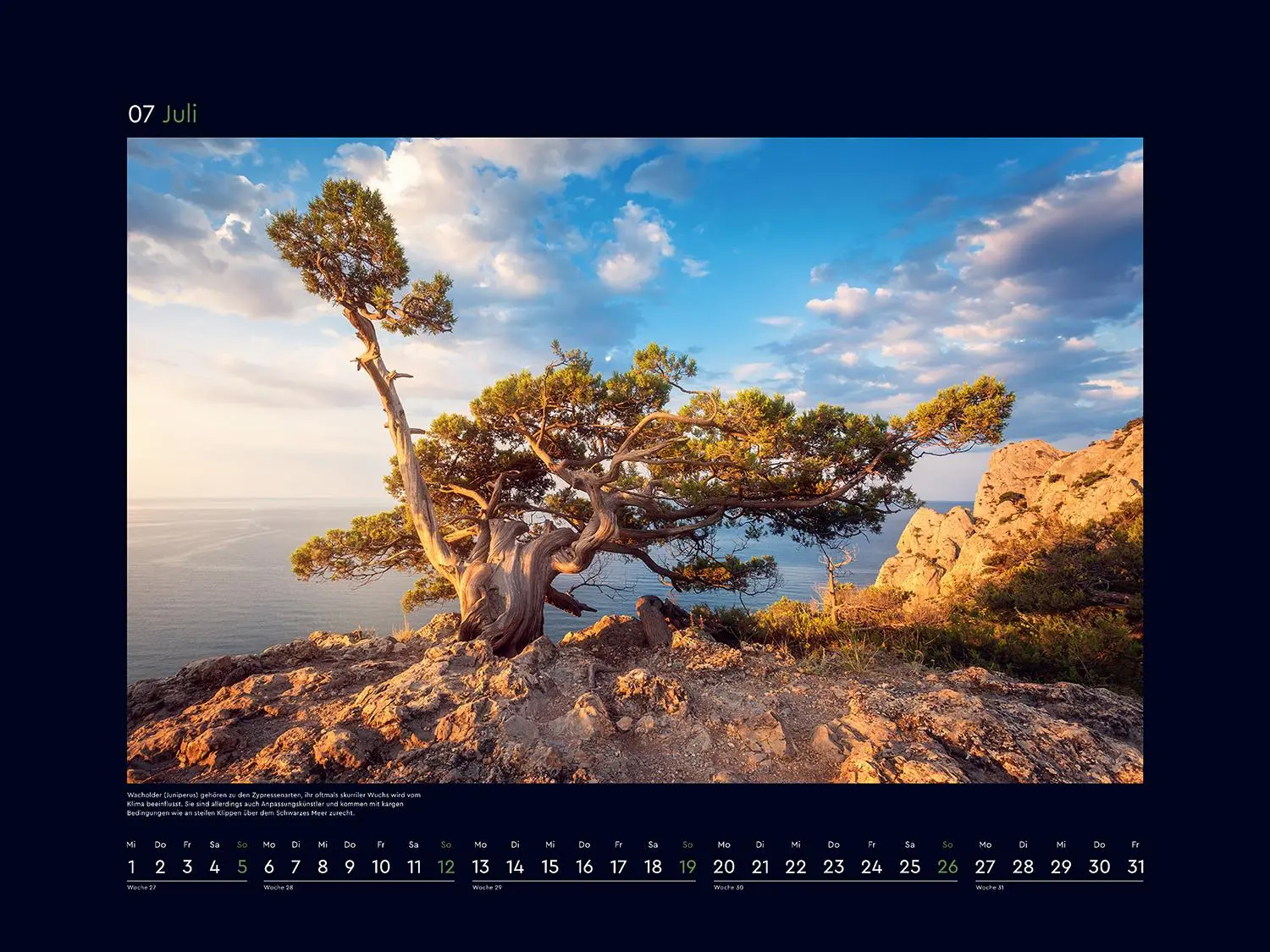 Bild: 9783965914803 | Alte Bäume, Sinnbilder des Lebens - KUNTH Wandkalender 2026 | Kalender