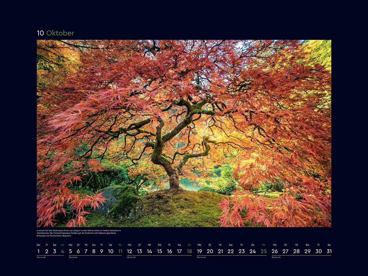 Bild: 9783965914803 | Alte Bäume, Sinnbilder des Lebens - KUNTH Wandkalender 2026 | Kalender