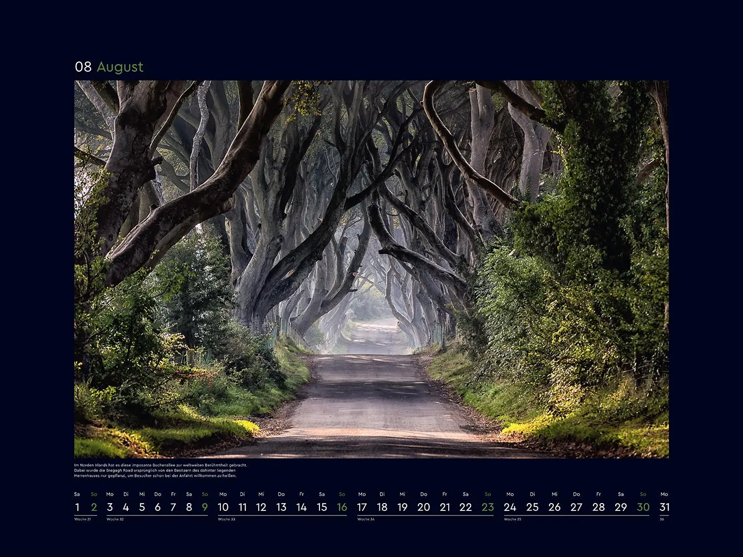Bild: 9783965914803 | Alte Bäume, Sinnbilder des Lebens - KUNTH Wandkalender 2026 | Kalender
