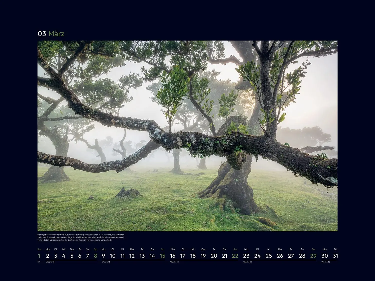 Bild: 9783965914803 | Alte Bäume, Sinnbilder des Lebens - KUNTH Wandkalender 2026 | Kalender