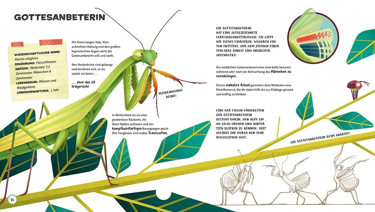 Bild: 9788863124903 | Besonders und wunderbar: Tiere | Cristina Banfi | Buch | 64 S. | 2021