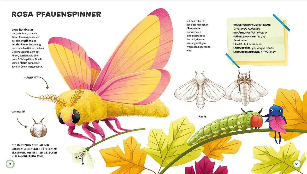 Bild: 9788863124903 | Besonders und wunderbar: Tiere | Cristina Banfi | Buch | 64 S. | 2021