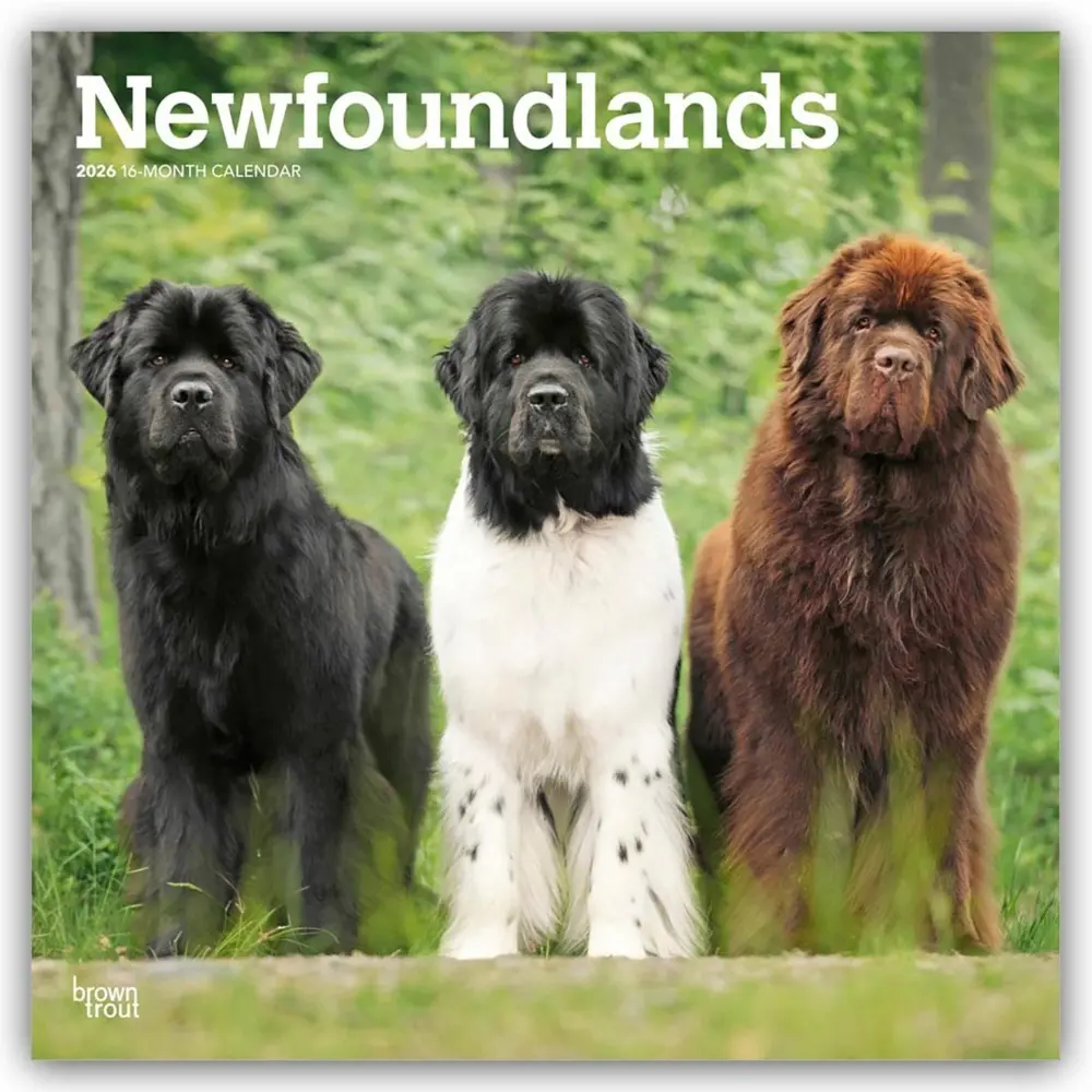 Cover: 9798330704903 | Newfoundlands 2026 12 X 24 Inch (Hanging) Monthly Square Wall...