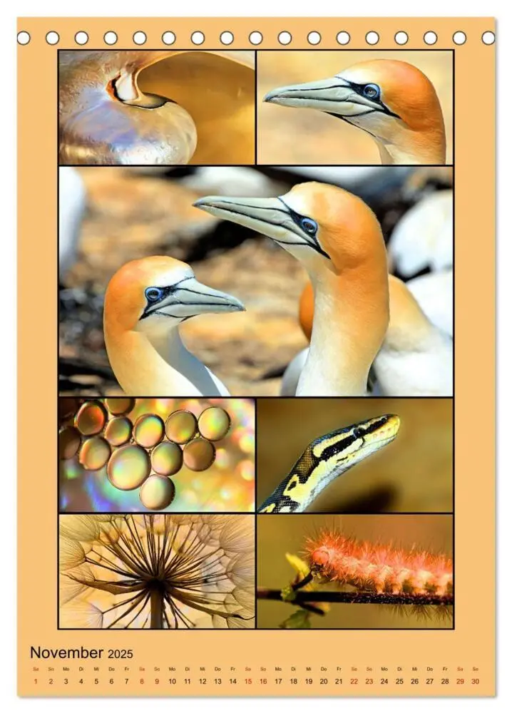Bild: 9783435905003 | Farbsymphonien der Natur (Tischkalender 2025 DIN A5 hoch), CALVENDO...