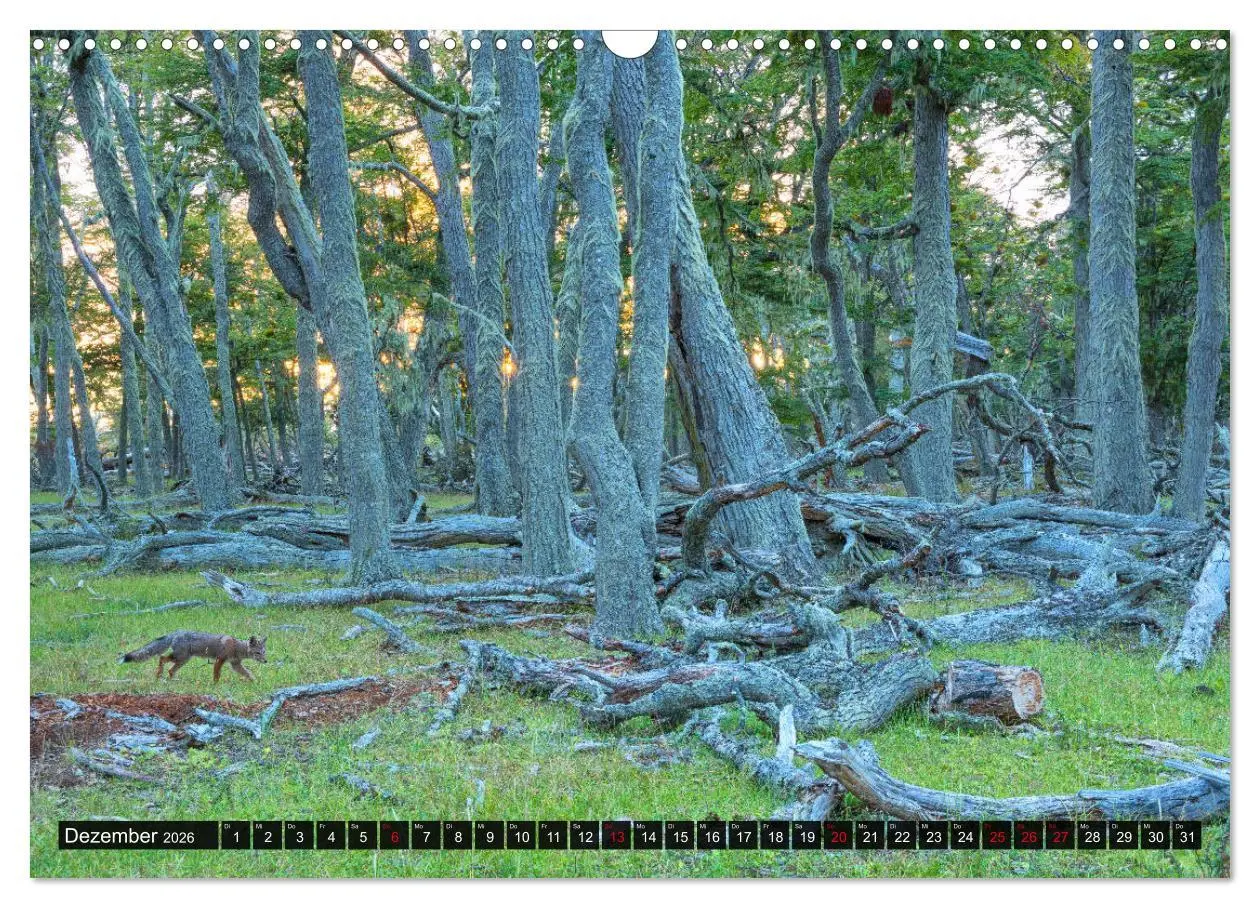 Bild: 9783457775103 | Patagonien und Feuerland (Wandkalender 2026 DIN A3 quer), CALVENDO...