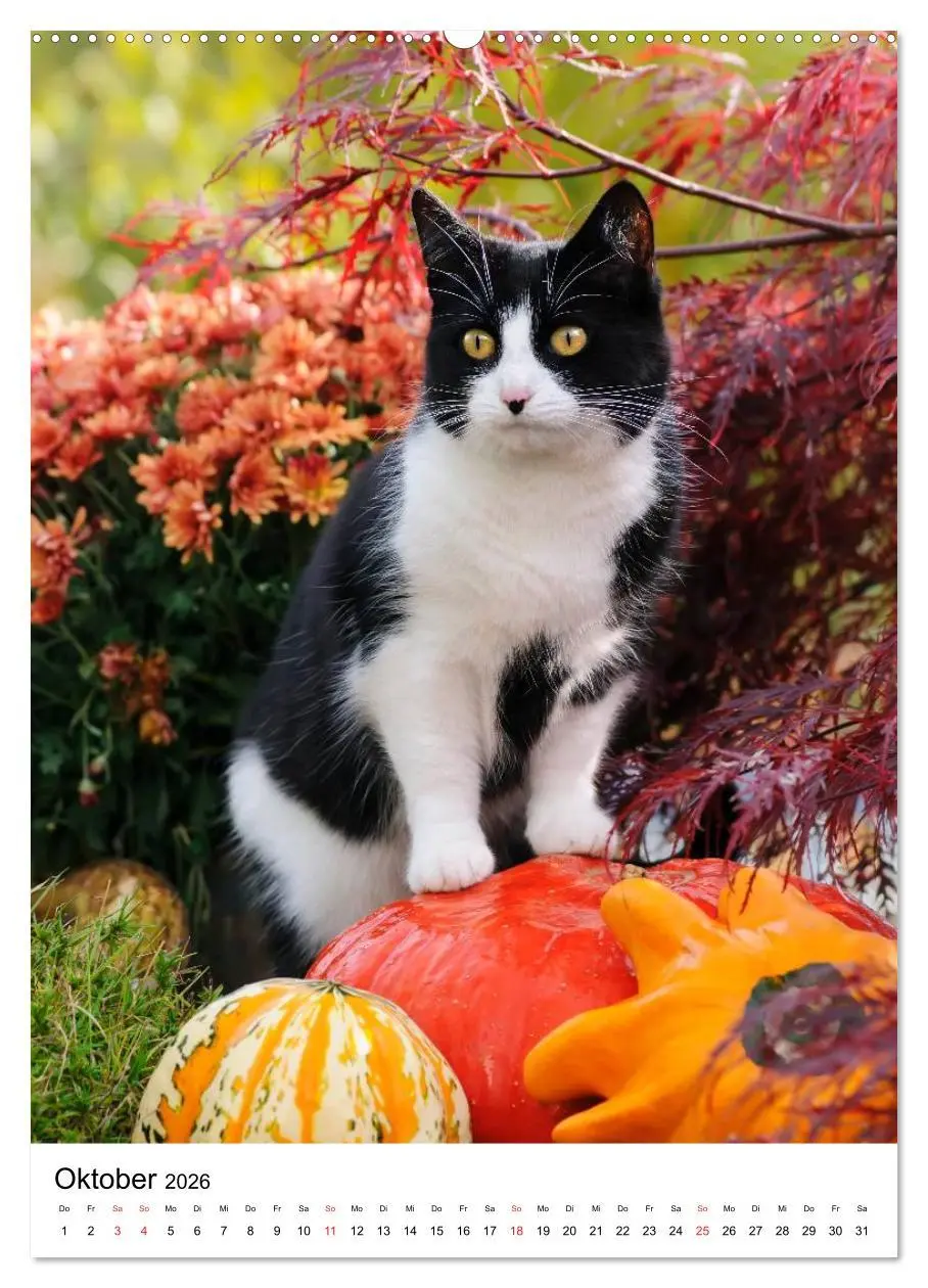 Bild: 9783516485103 | COUNTRY CATS (Wandkalender 2026 DIN A2 hoch), CALVENDO Monatskalender