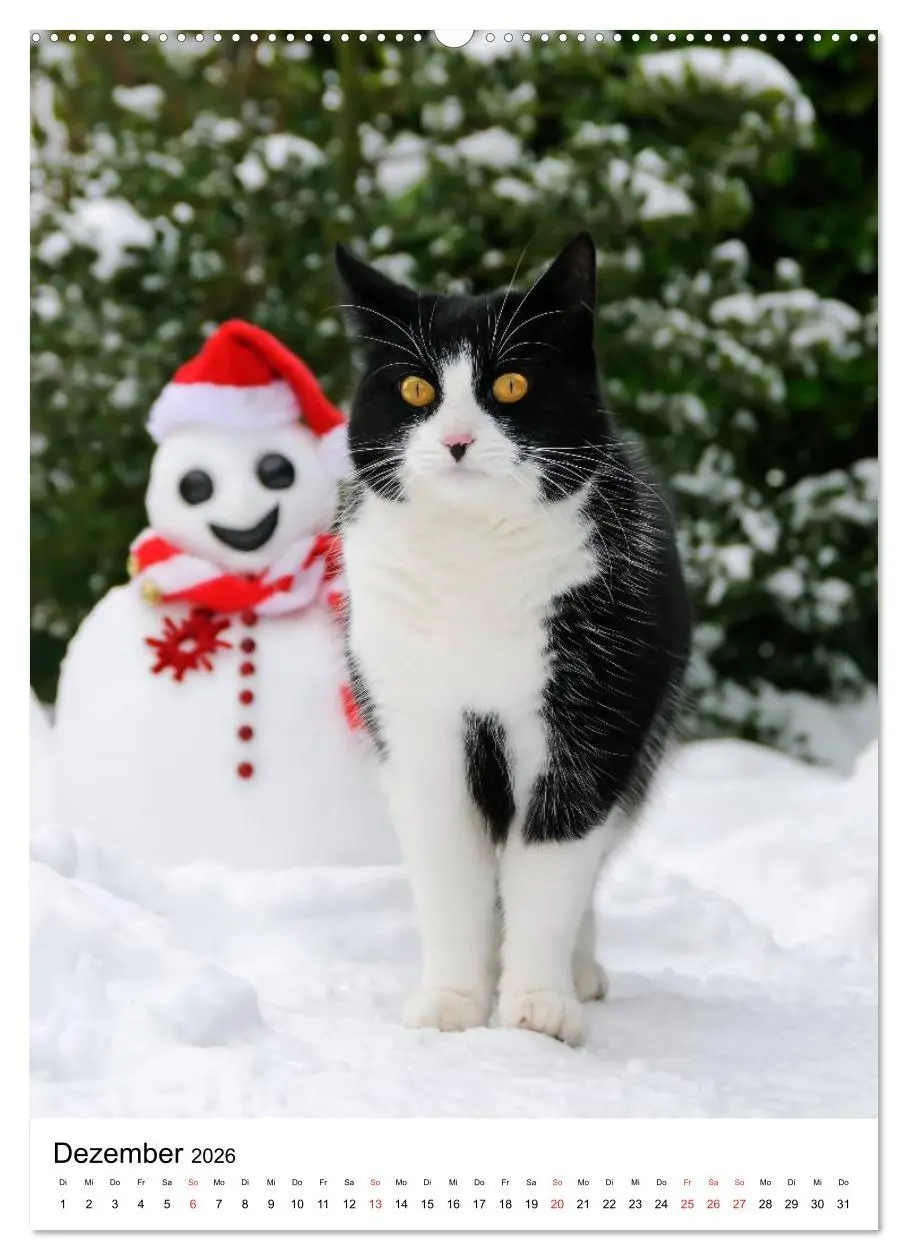 Bild: 9783516485103 | COUNTRY CATS (Wandkalender 2026 DIN A2 hoch), CALVENDO Monatskalender