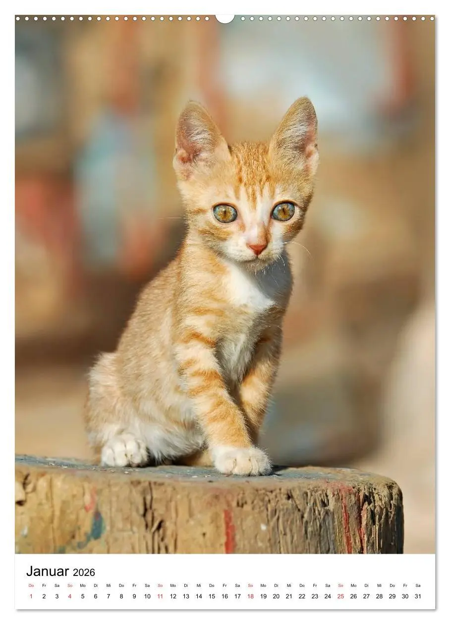 Bild: 9783516485103 | COUNTRY CATS (Wandkalender 2026 DIN A2 hoch), CALVENDO Monatskalender