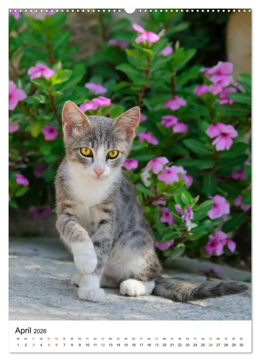 Bild: 9783516485103 | COUNTRY CATS (Wandkalender 2026 DIN A2 hoch), CALVENDO Monatskalender