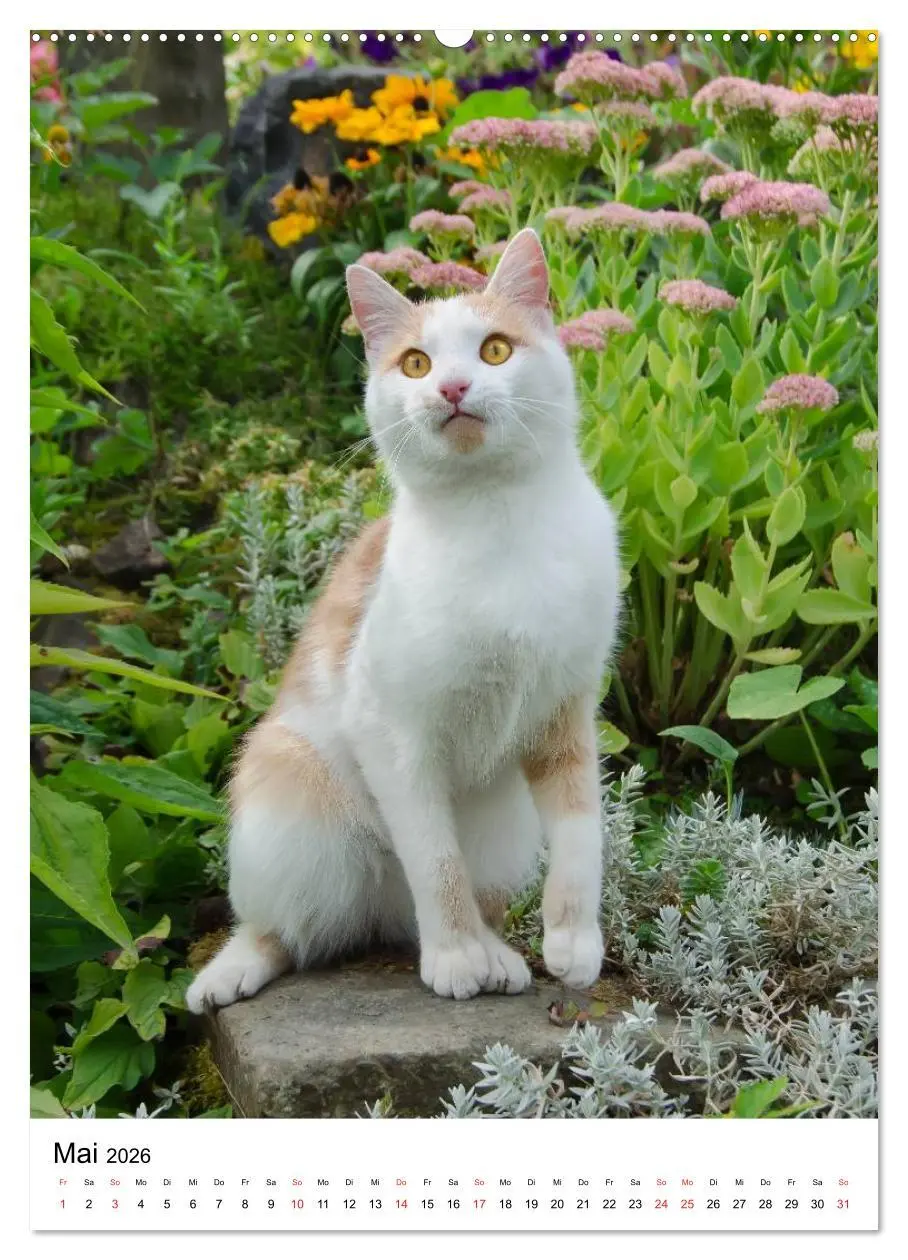 Bild: 9783516485103 | COUNTRY CATS (Wandkalender 2026 DIN A2 hoch), CALVENDO Monatskalender
