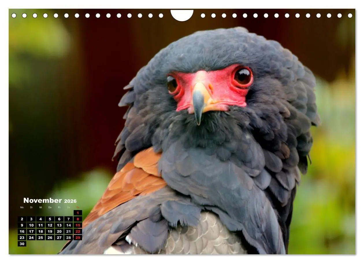 Bild: 9783457995303 | Greifvögel, Eulen und Käuze (Wandkalender 2026 DIN A4 quer),...