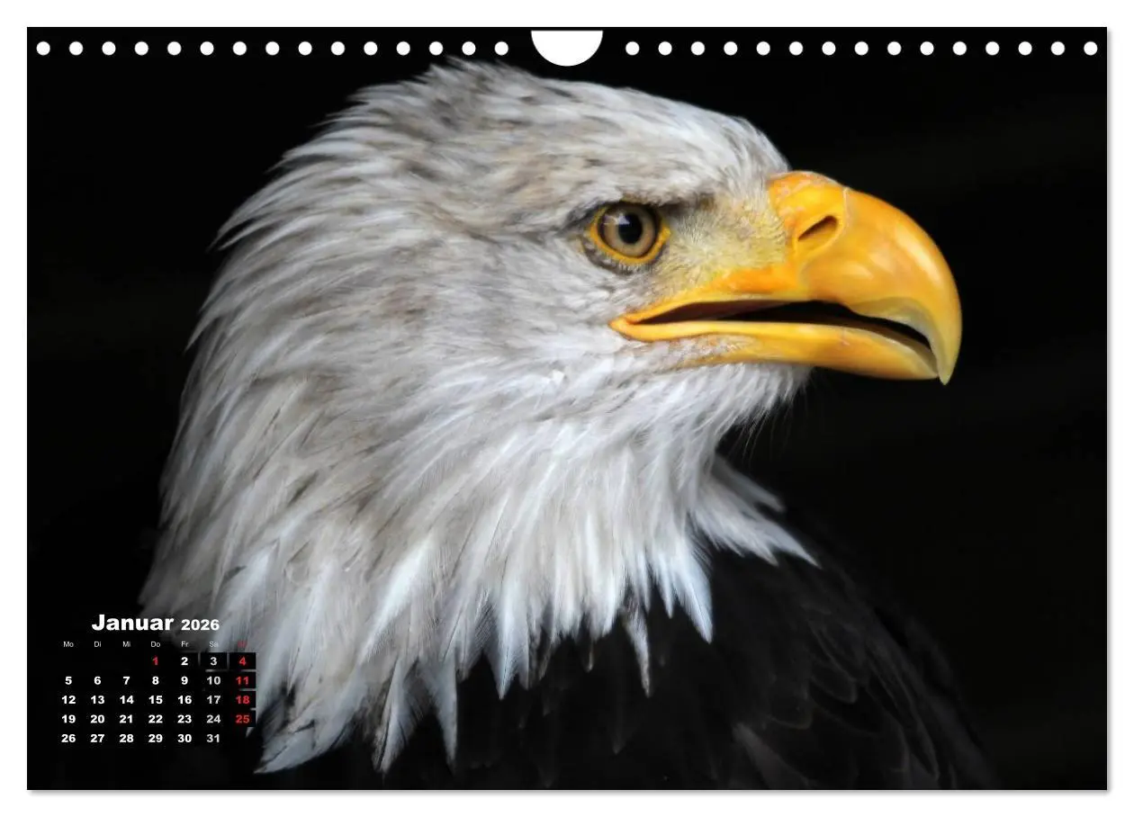 Bild: 9783457995303 | Greifvögel, Eulen und Käuze (Wandkalender 2026 DIN A4 quer),...