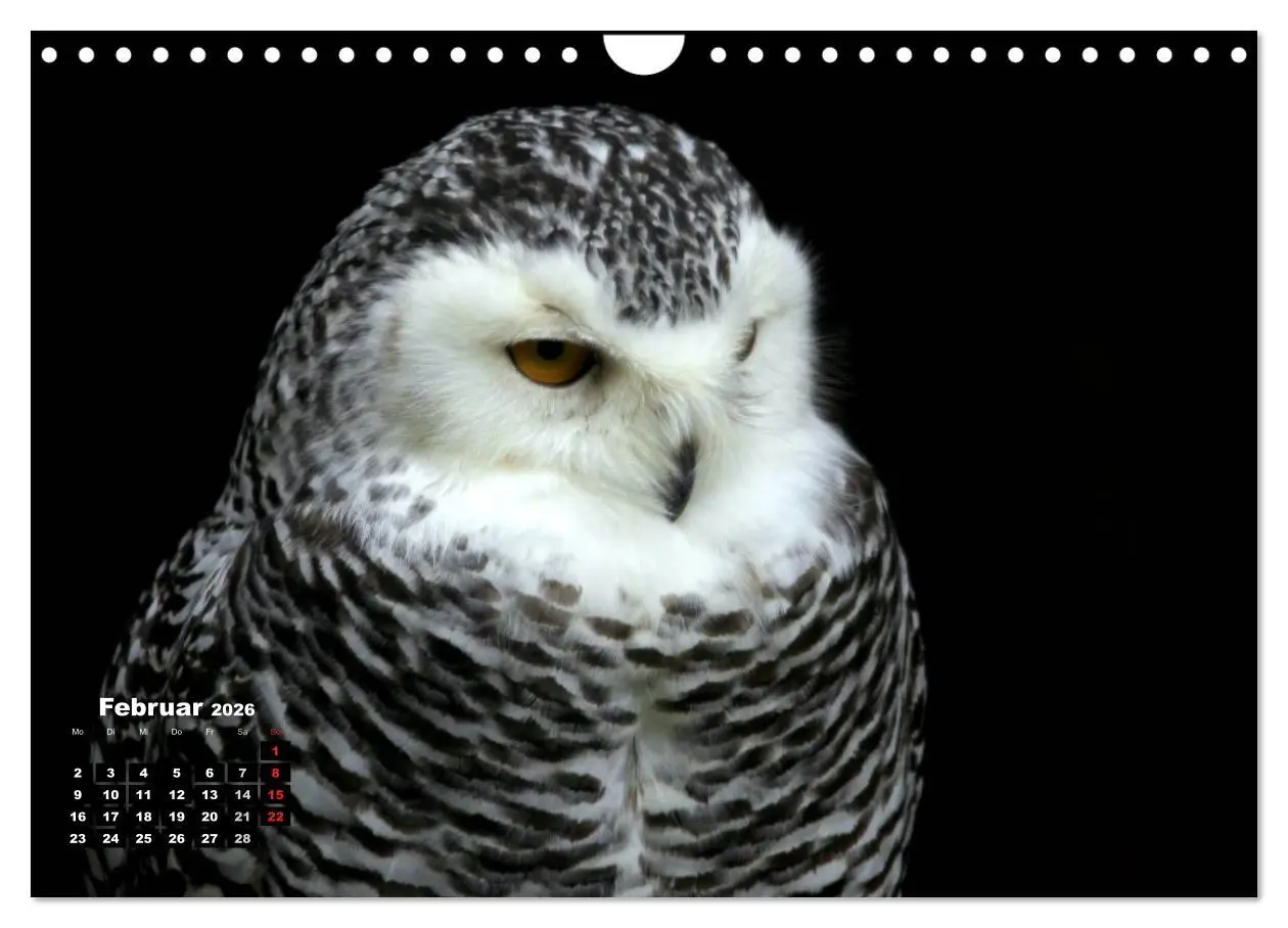Bild: 9783457995303 | Greifvögel, Eulen und Käuze (Wandkalender 2026 DIN A4 quer),...