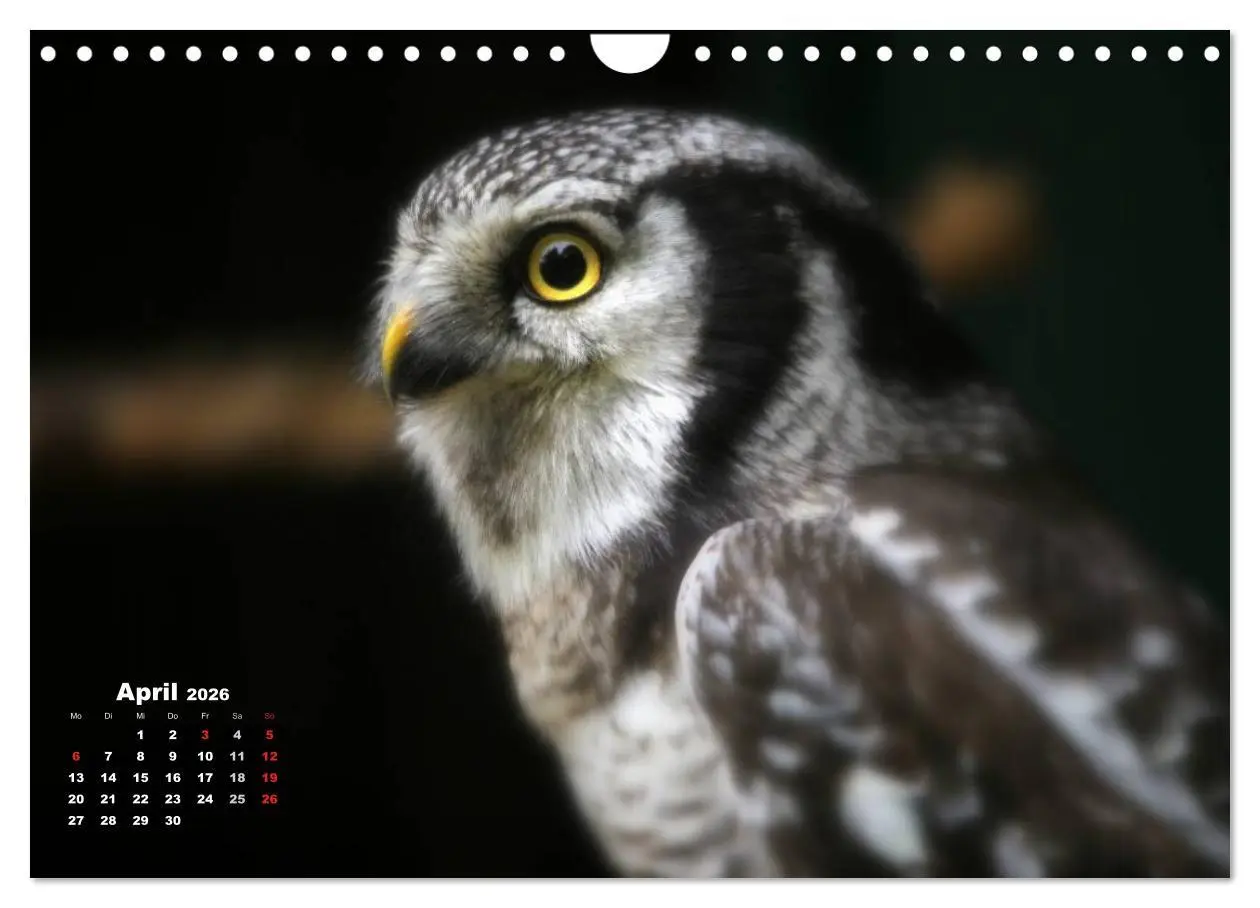 Bild: 9783457995303 | Greifvögel, Eulen und Käuze (Wandkalender 2026 DIN A4 quer),...