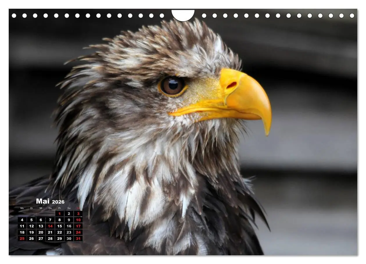 Bild: 9783457995303 | Greifvögel, Eulen und Käuze (Wandkalender 2026 DIN A4 quer),...
