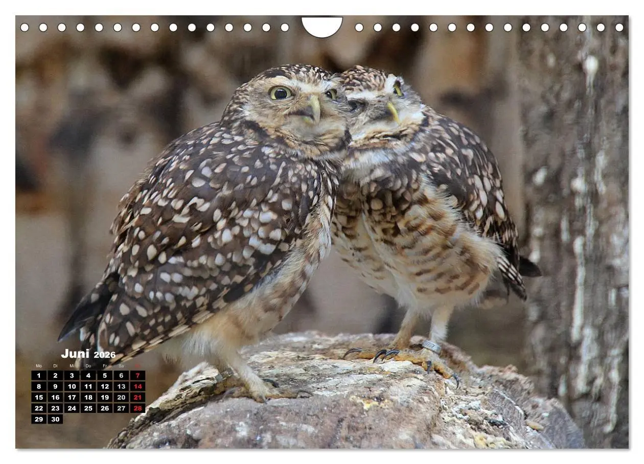 Bild: 9783457995303 | Greifvögel, Eulen und Käuze (Wandkalender 2026 DIN A4 quer),...