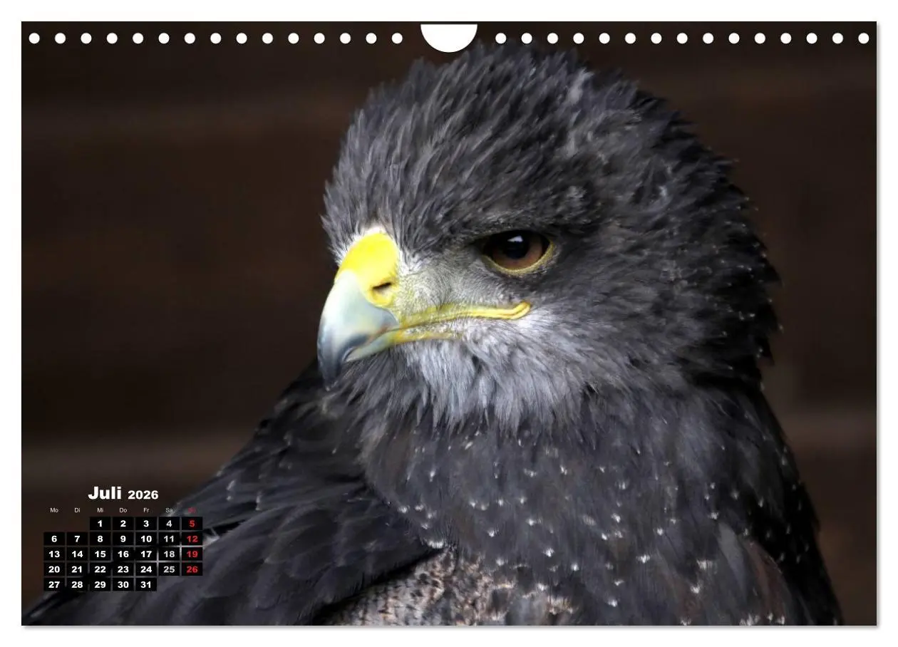 Bild: 9783457995303 | Greifvögel, Eulen und Käuze (Wandkalender 2026 DIN A4 quer),...