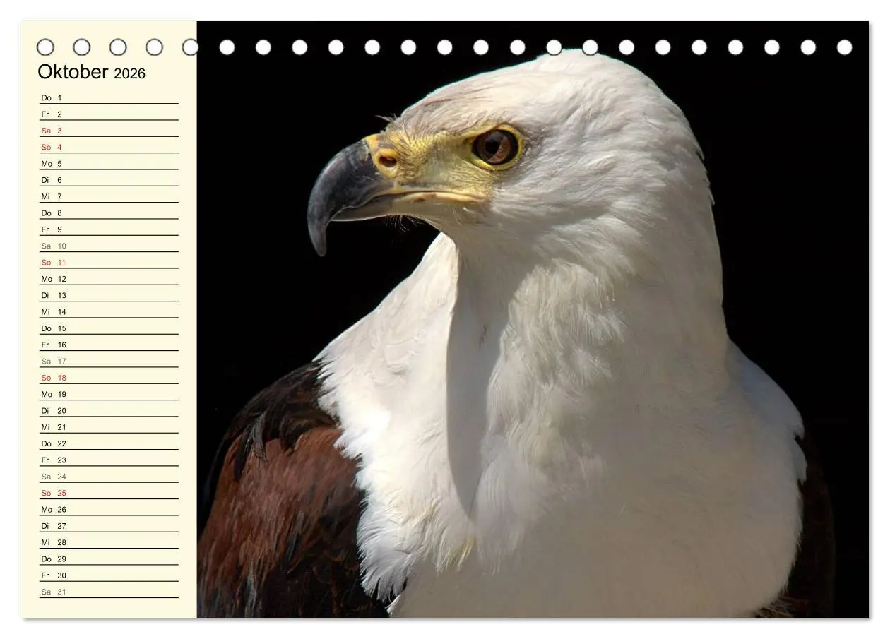 Bild: 9783457985403 | Greifvögel (Tischkalender 2026 DIN A5 quer), CALVENDO Monatskalender