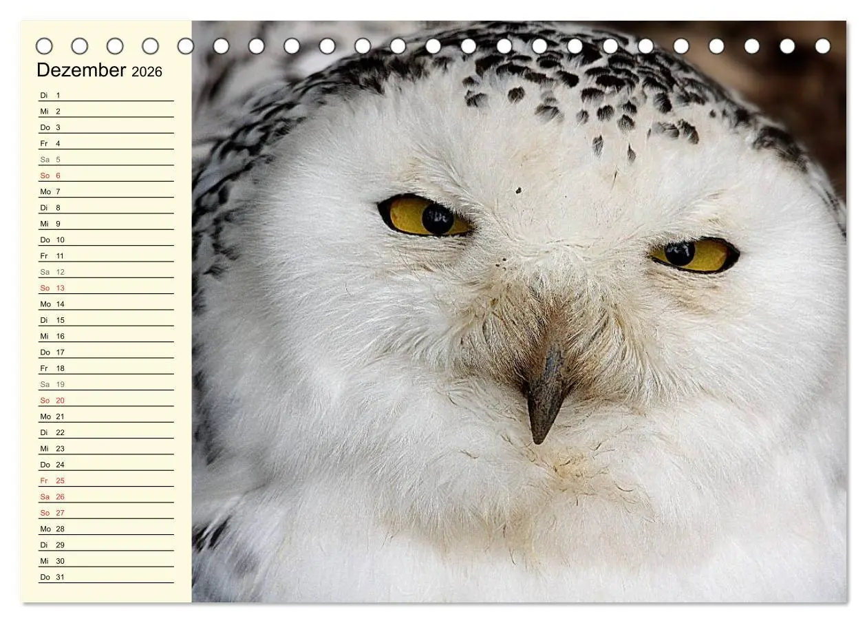 Bild: 9783457985403 | Greifvögel (Tischkalender 2026 DIN A5 quer), CALVENDO Monatskalender