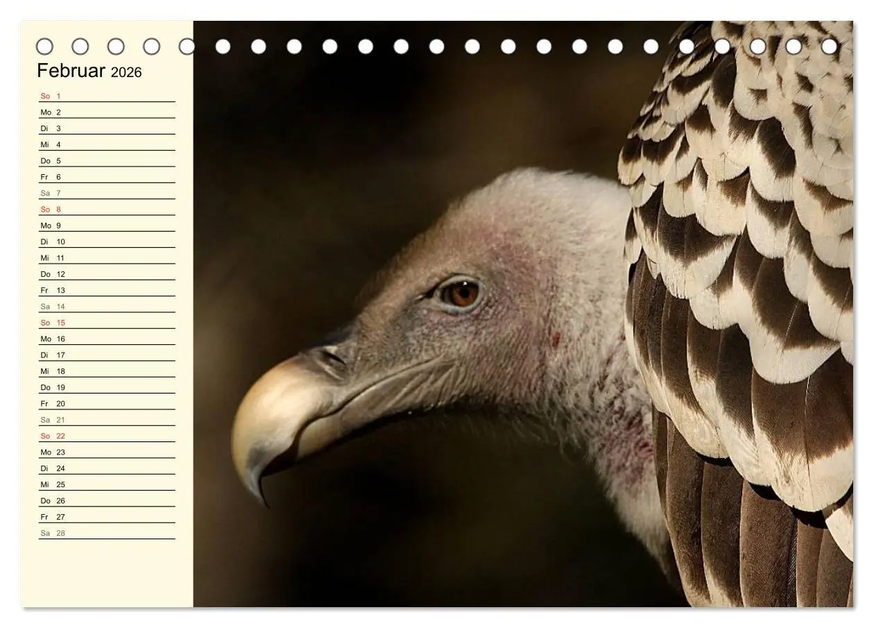 Bild: 9783457985403 | Greifvögel (Tischkalender 2026 DIN A5 quer), CALVENDO Monatskalender