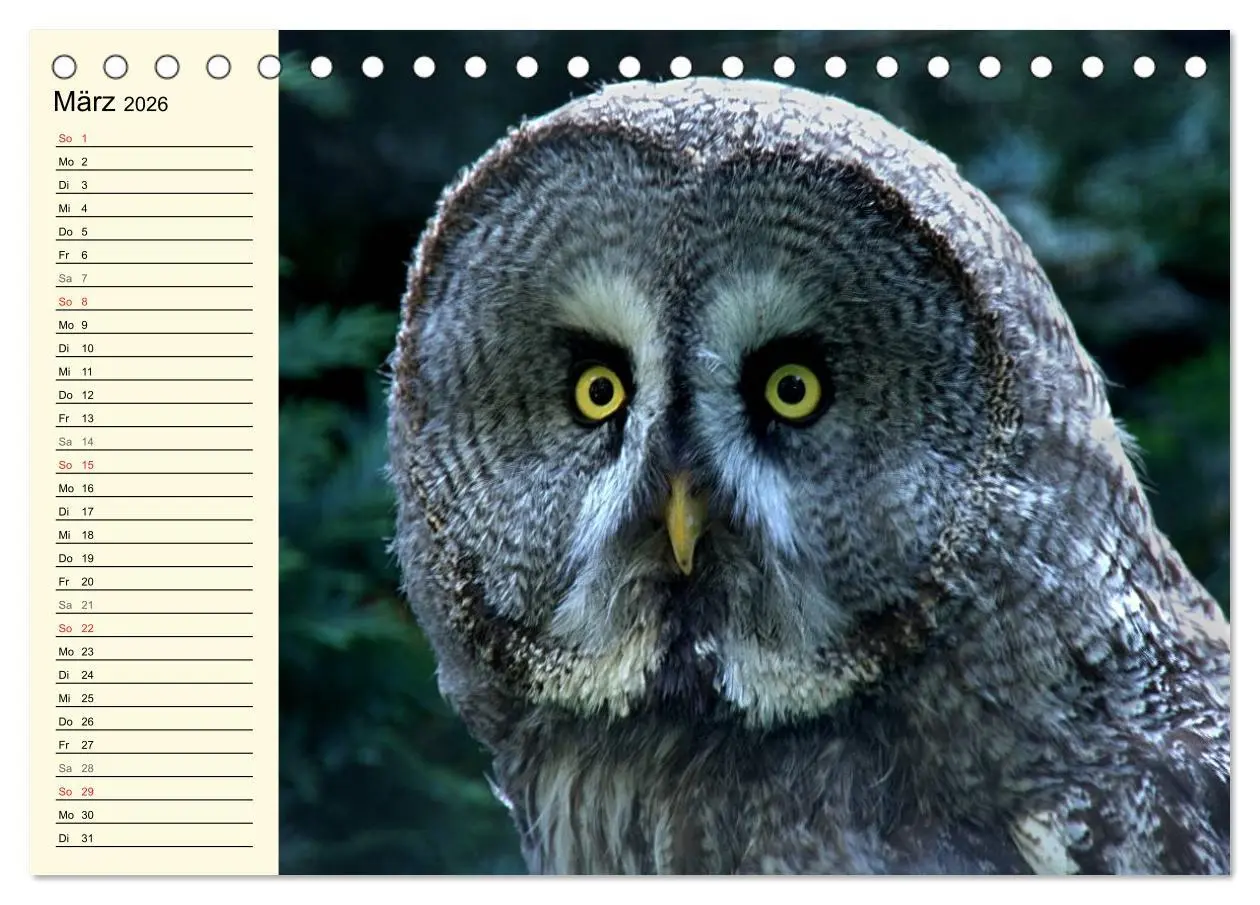 Bild: 9783457985403 | Greifvögel (Tischkalender 2026 DIN A5 quer), CALVENDO Monatskalender