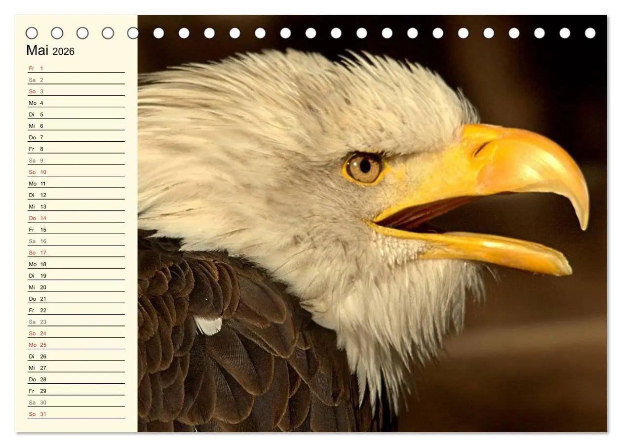 Bild: 9783457985403 | Greifvögel (Tischkalender 2026 DIN A5 quer), CALVENDO Monatskalender