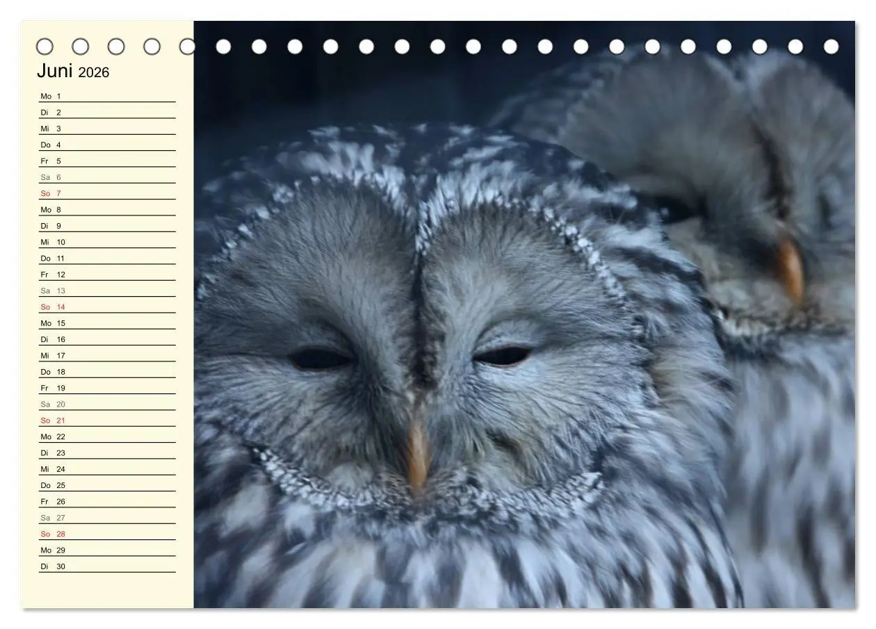 Bild: 9783457985403 | Greifvögel (Tischkalender 2026 DIN A5 quer), CALVENDO Monatskalender