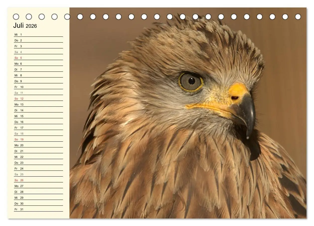 Bild: 9783457985403 | Greifvögel (Tischkalender 2026 DIN A5 quer), CALVENDO Monatskalender