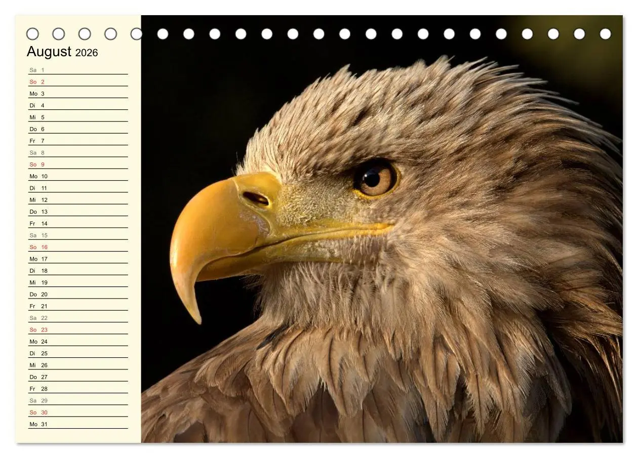 Bild: 9783457985403 | Greifvögel (Tischkalender 2026 DIN A5 quer), CALVENDO Monatskalender